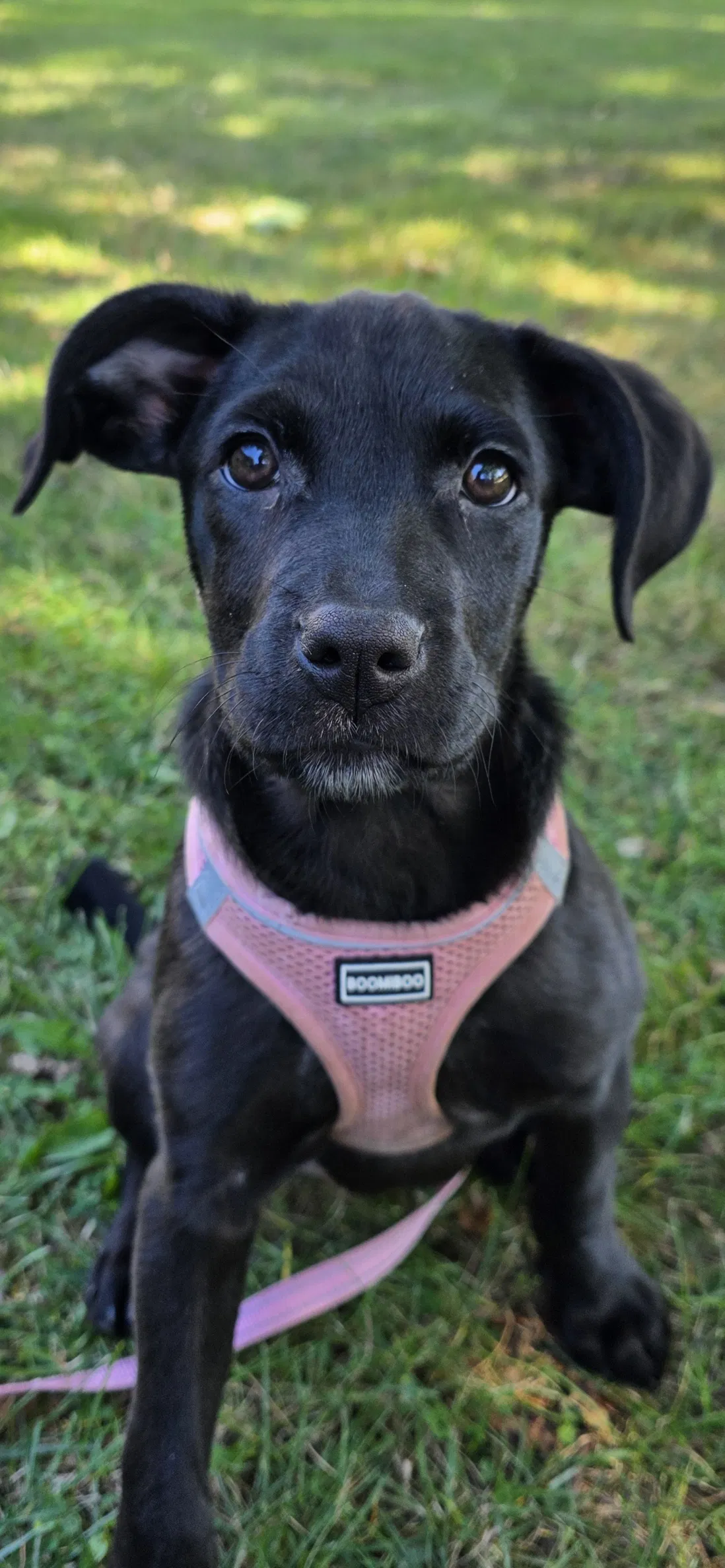 Rescue Program