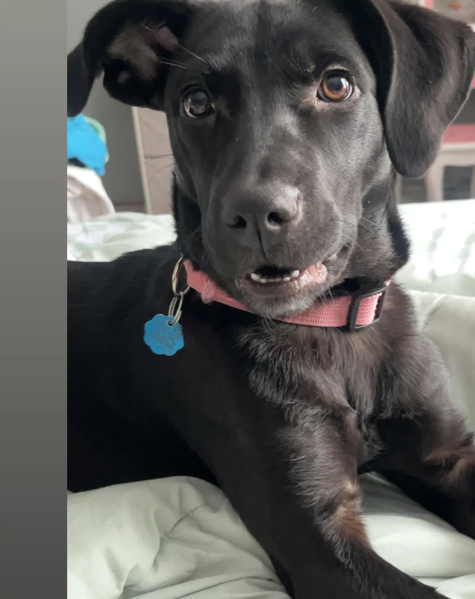 Adoption Program